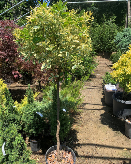 Silver King Euonymus