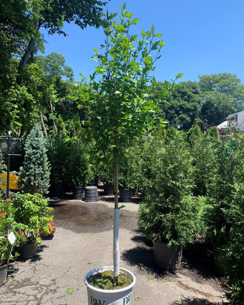 Blue Satin Rose of Sarron Tree