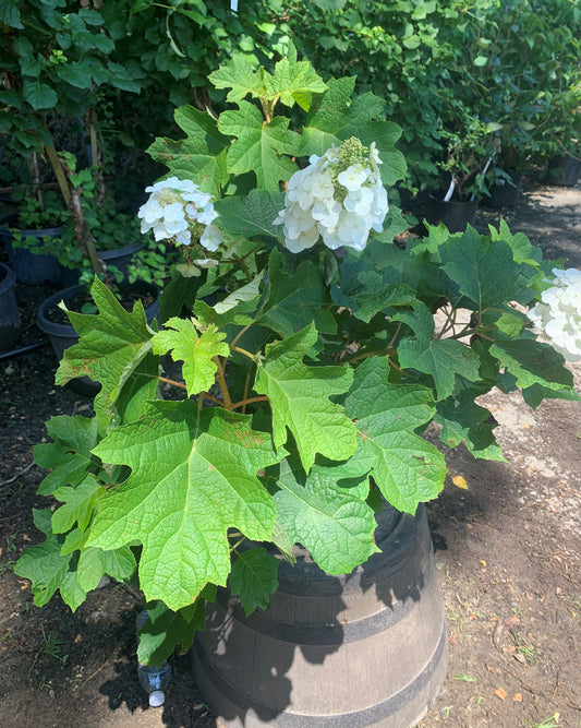 Ruby Slippers Oakleaf Hydrangea