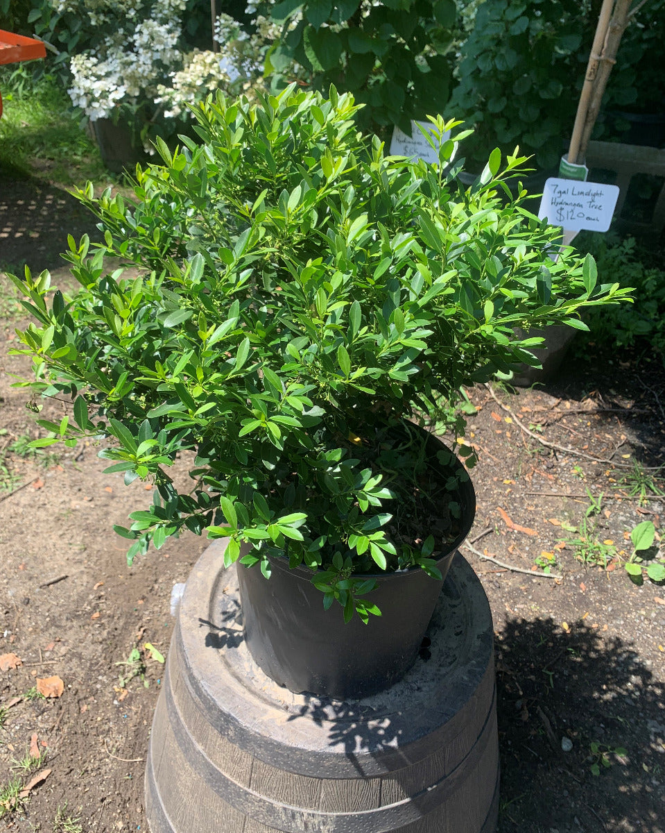 Hoogendorn Japanese Holly
