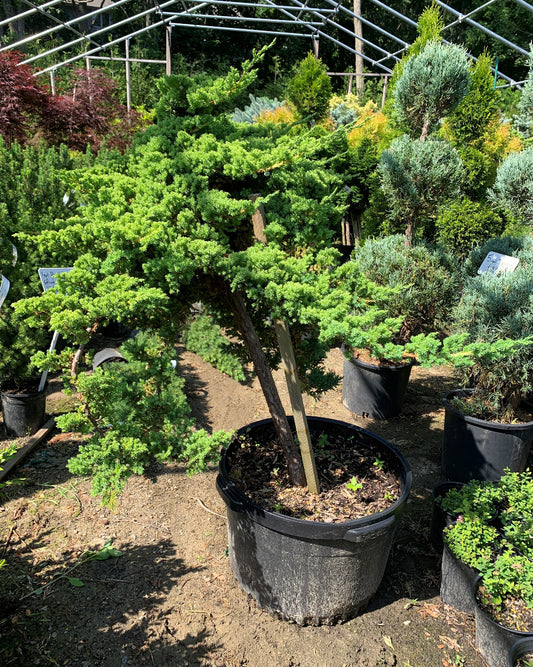 Greenmound Juniper Standard