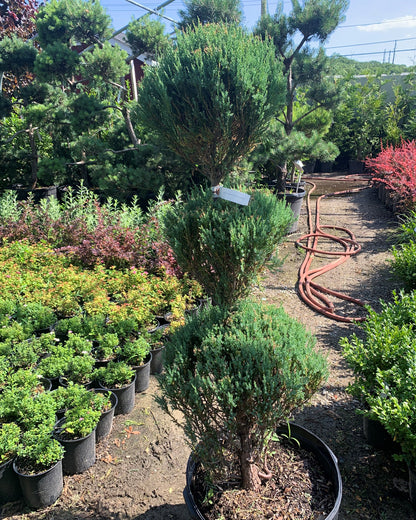 Blue Arrow Juniper Poodle