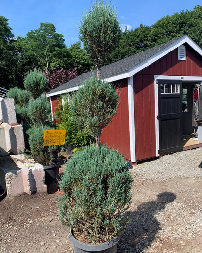 Blue Arrow Juniper Poodle