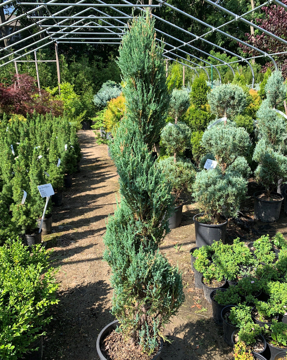 Blue Arrow Juniper Spiral