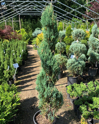 Blue Arrow Juniper Spiral