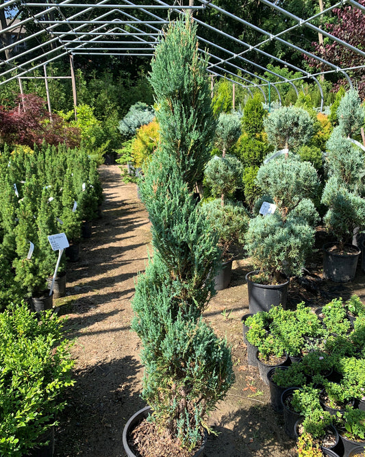 Blue Arrow Juniper Spiral