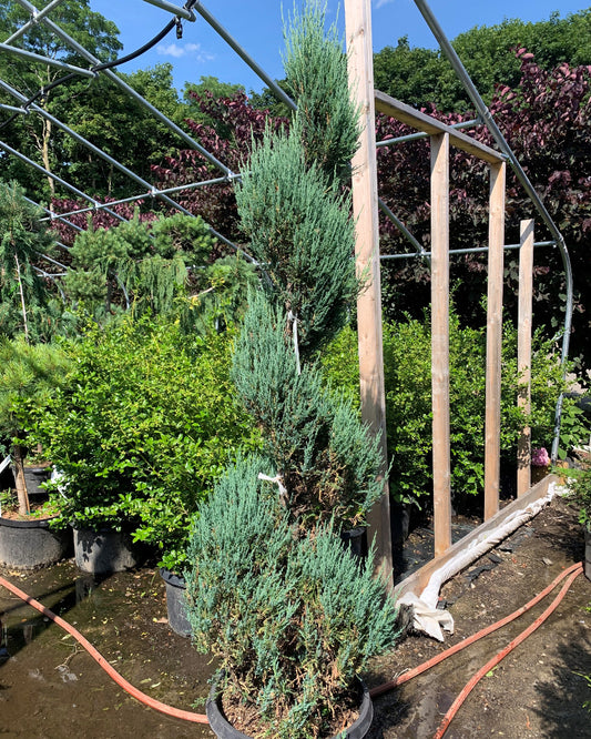 Blue Arrow Juniper Spiral