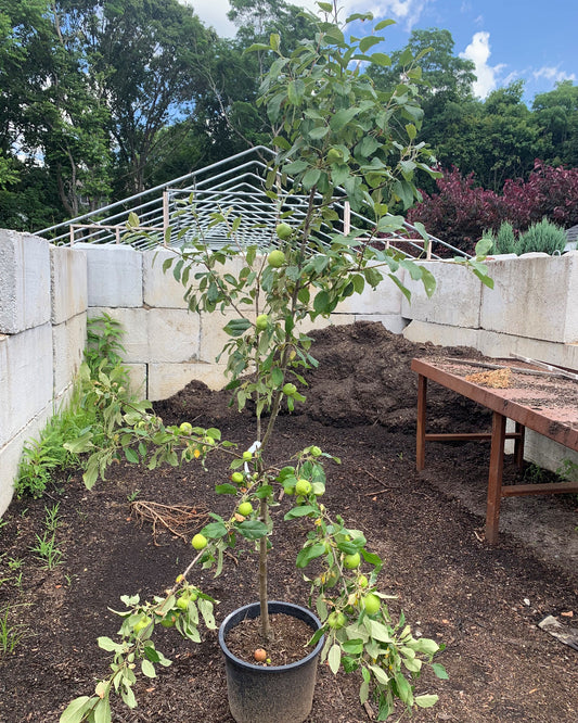 Honeycrisp Apple Tree