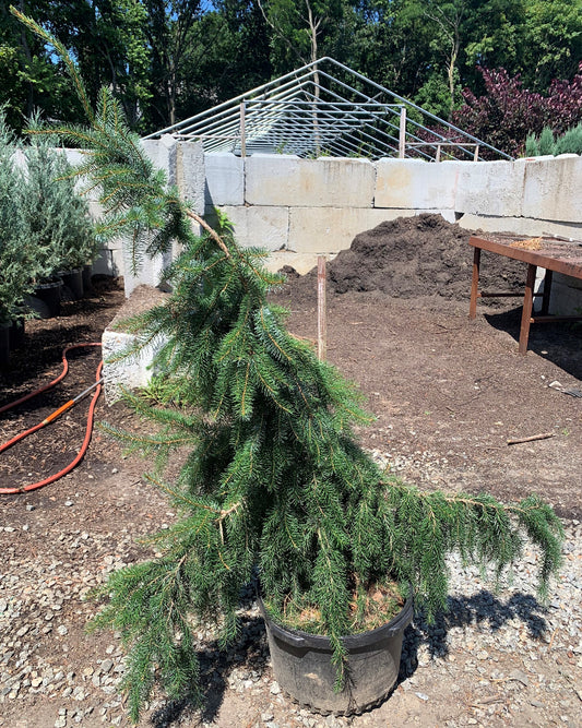Weeping Serbian Spruce