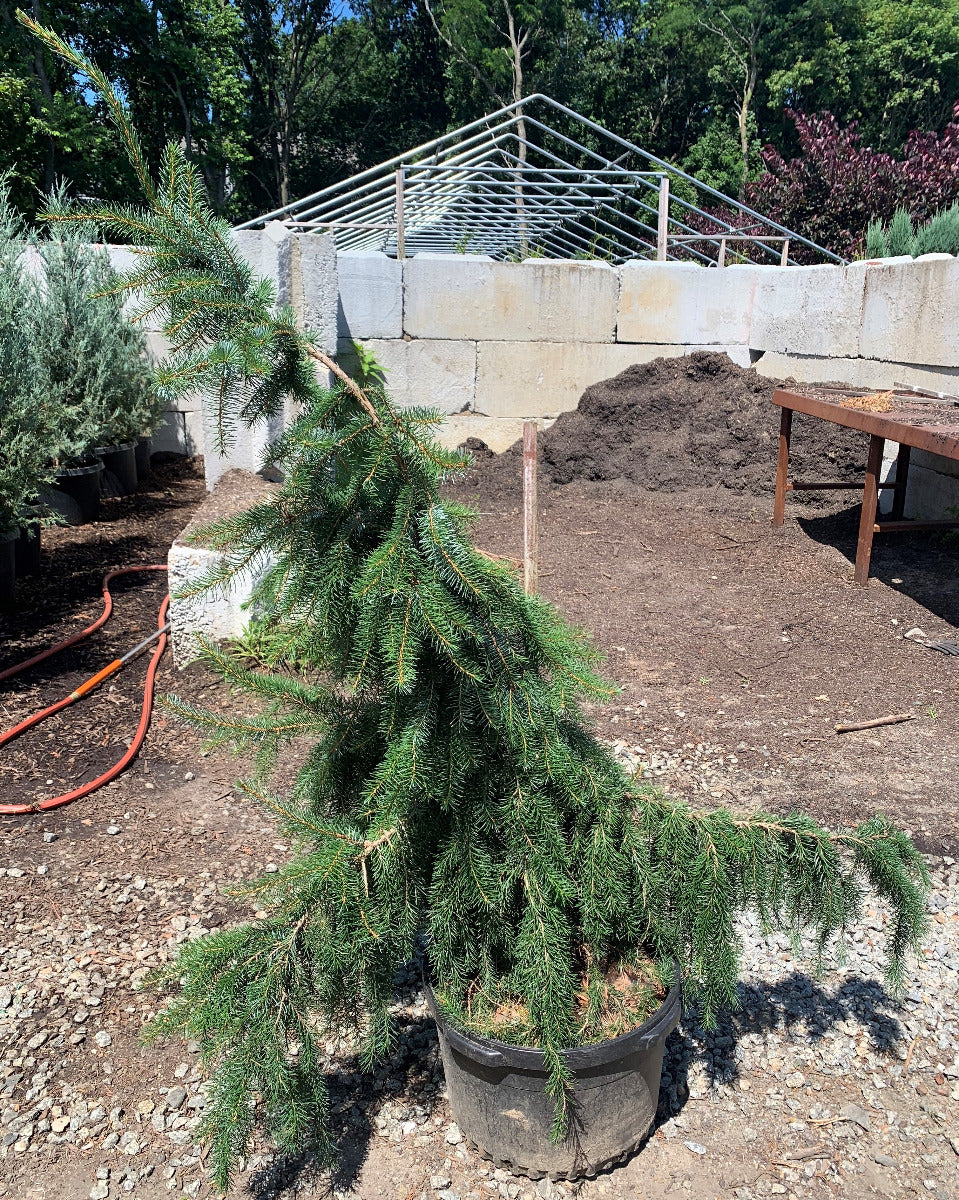 Weeping Serbian Spruce