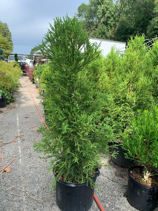 Yoshino Japanese Cedar