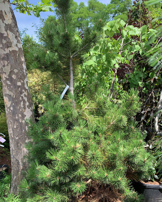 Bosnian Pine