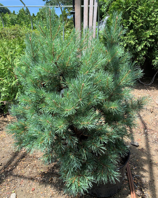 Dwarf Scotch Pine