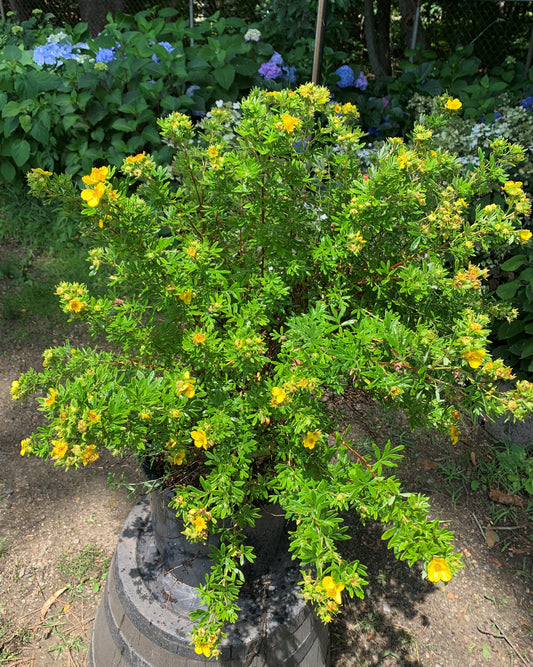 Gold Finger Potentilla