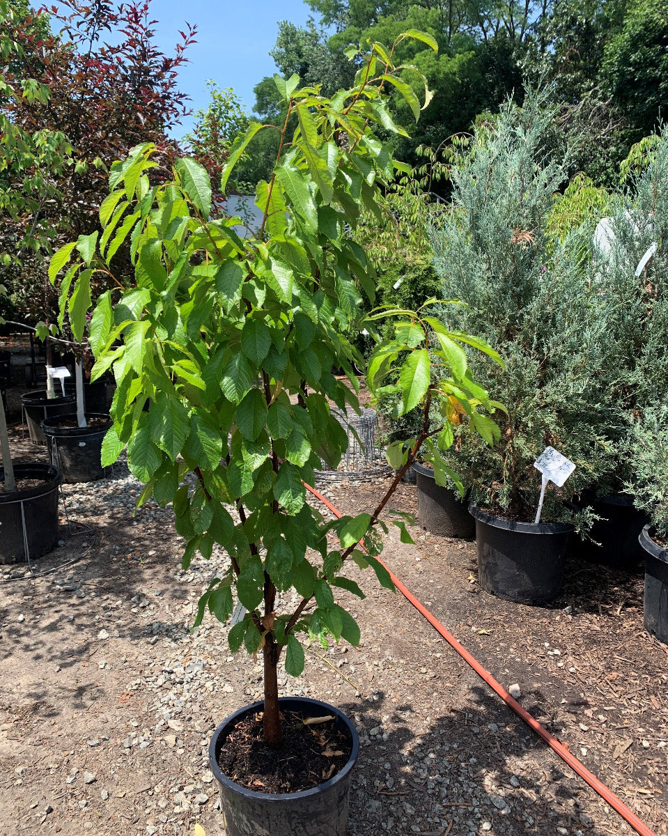 Black Tartarian Cherry