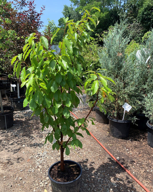 Black Tartarian Cherry