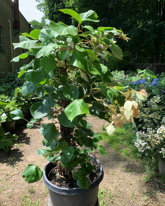 Japanese Hydrangea Vine