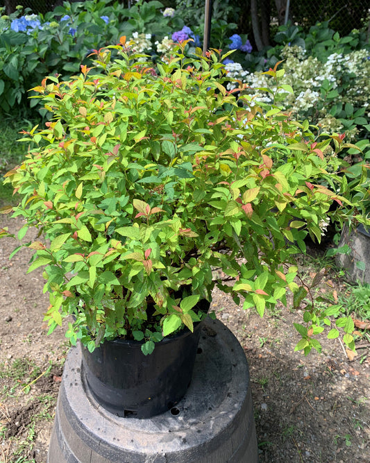 Goldflame Spirea