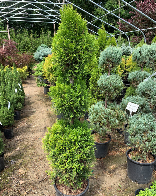 Emerald Green Arborvitae Poodle