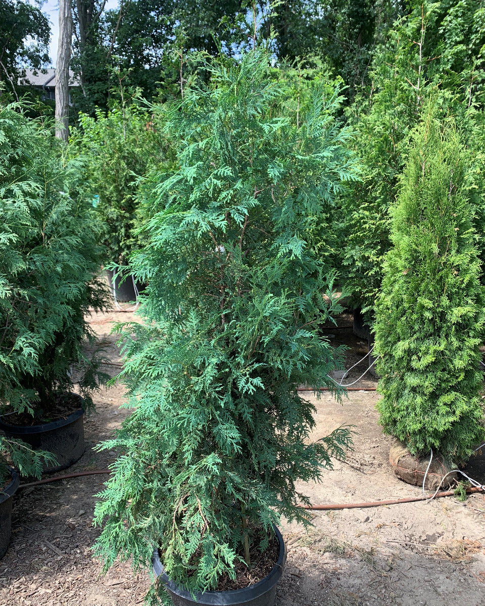 Dark American Arborvitae