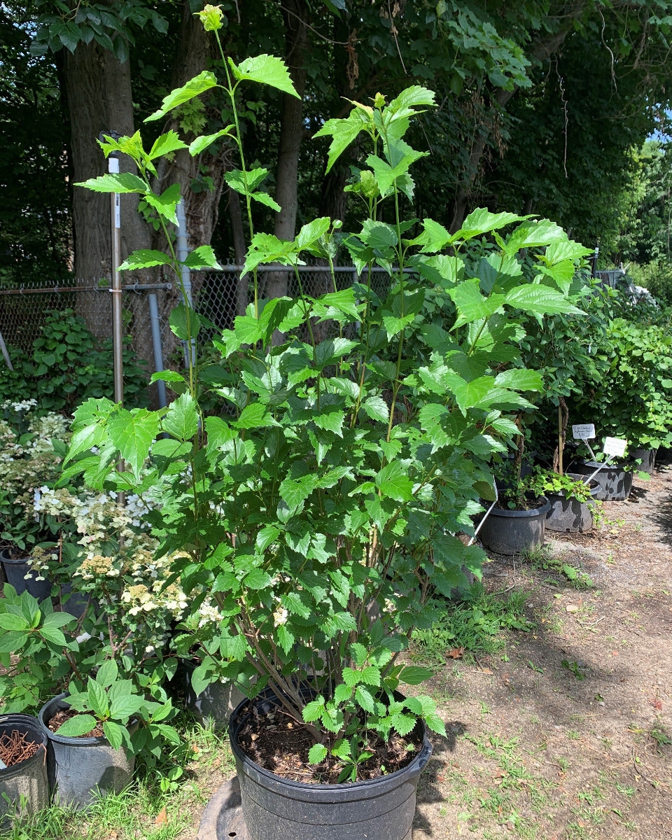 Blue Muffin Viburnum