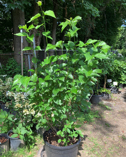 Blue Muffin Viburnum