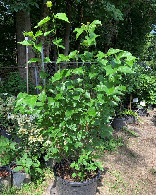 Blue Muffin Viburnum