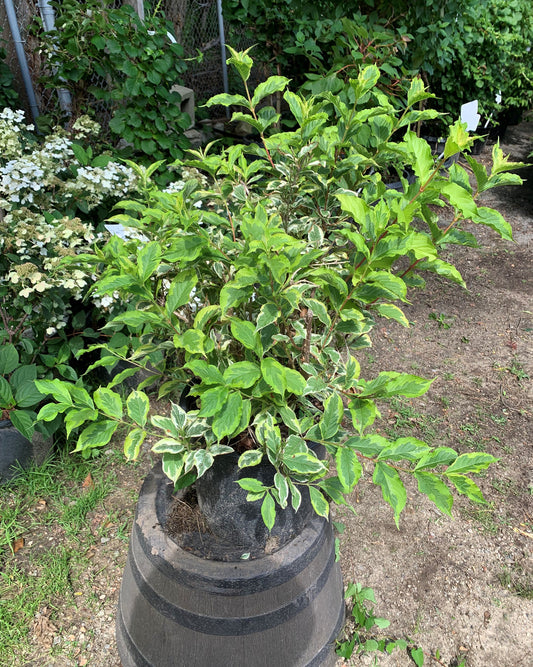 Variegated Weigela