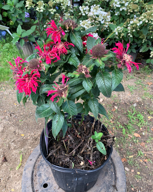 Cherry Pops Bee Balm