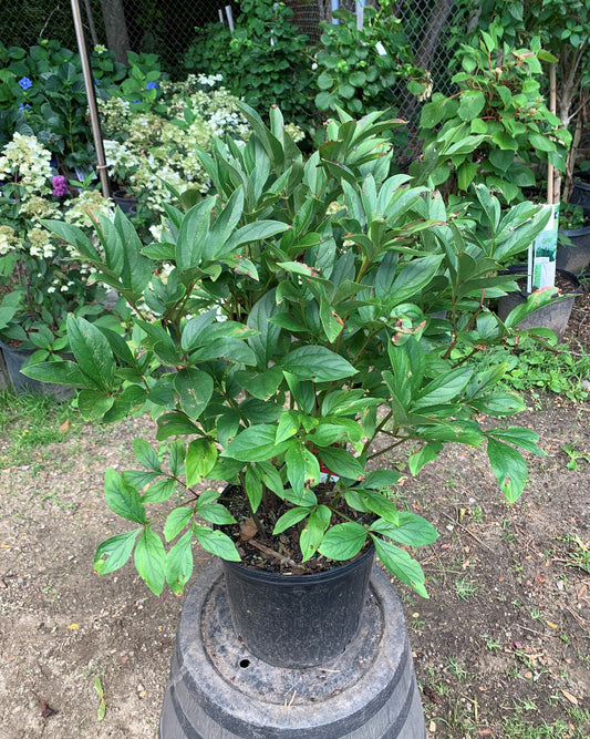 Karl Rosenfield Peony