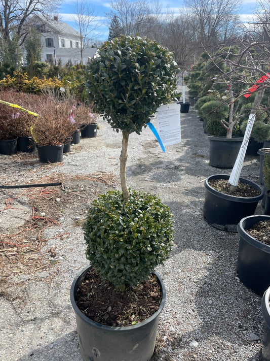 Green Mountain Boxwood pom pom