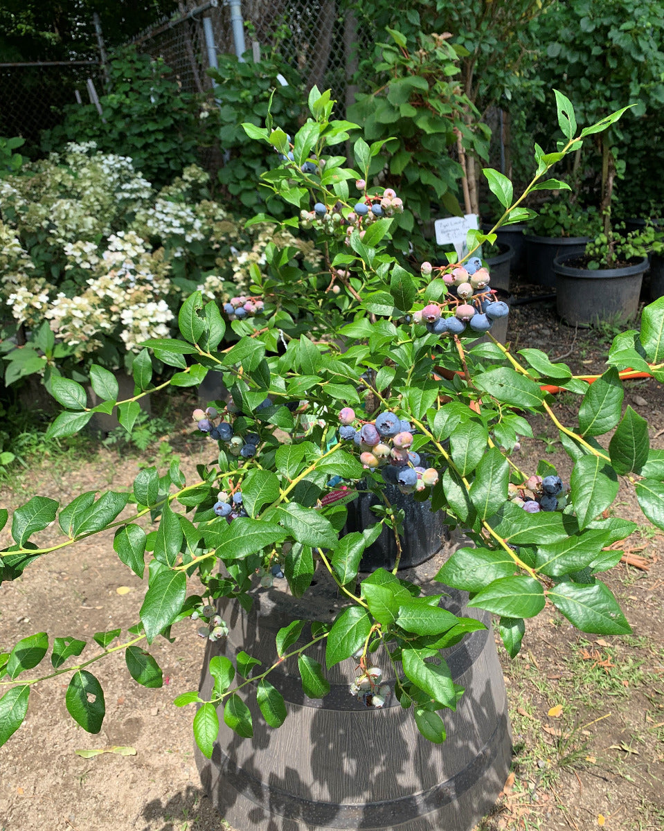 Bluecrop Blueberry