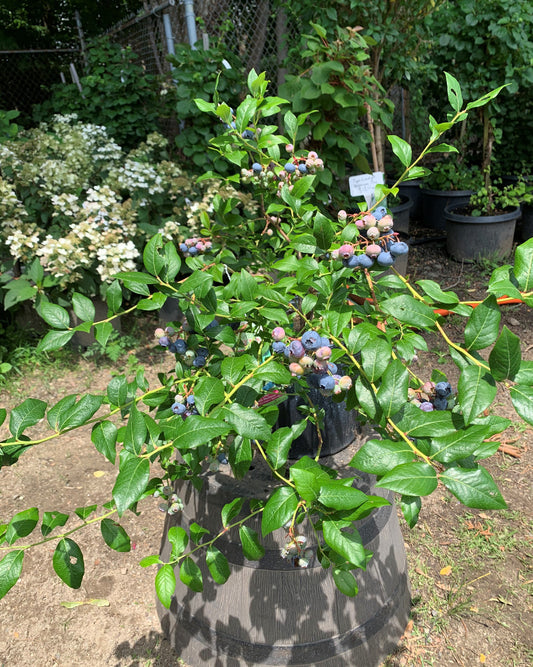 Bluecrop Blueberry