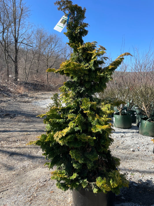 Confucius Hinoki Cypress