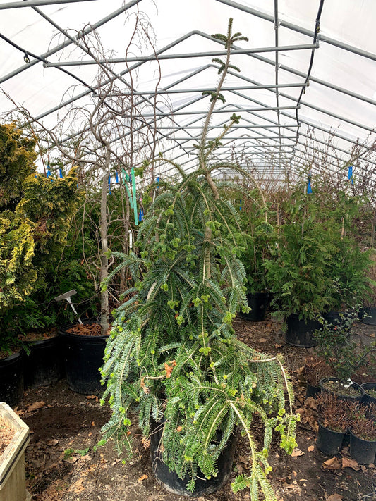 Green Spiral Silver Fir