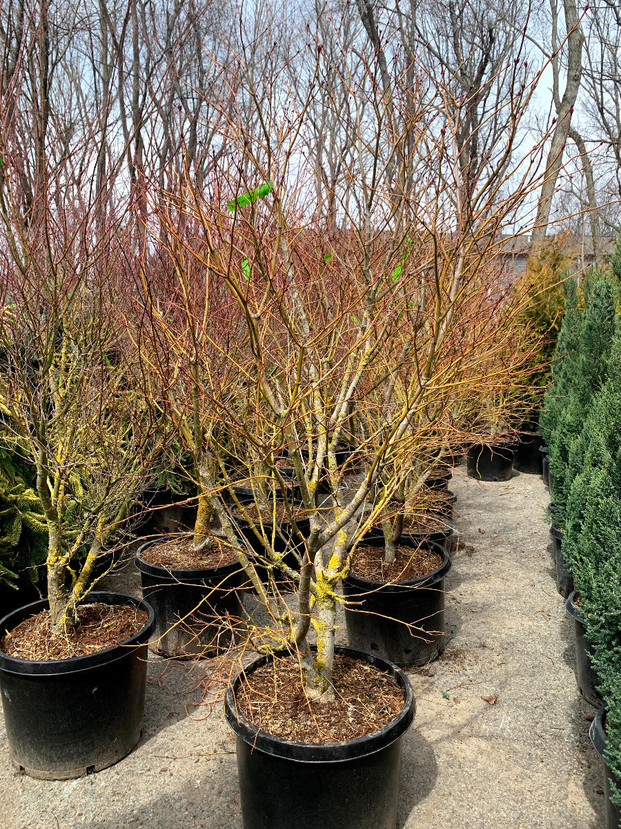 Ariadne Japanese Maple