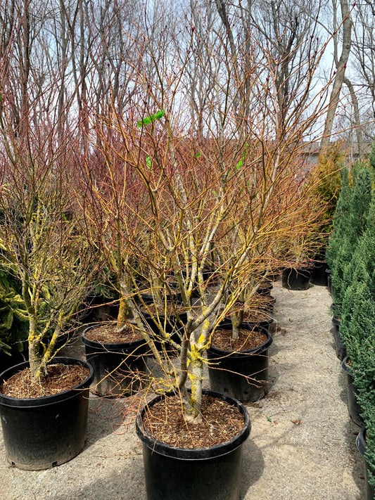 Ariadne Japanese Maple