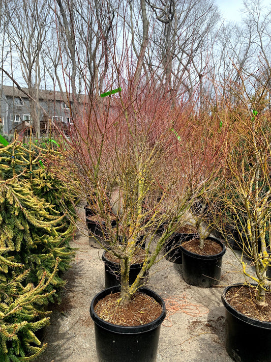 Beni Schichihenge Variegated Japanese Maple