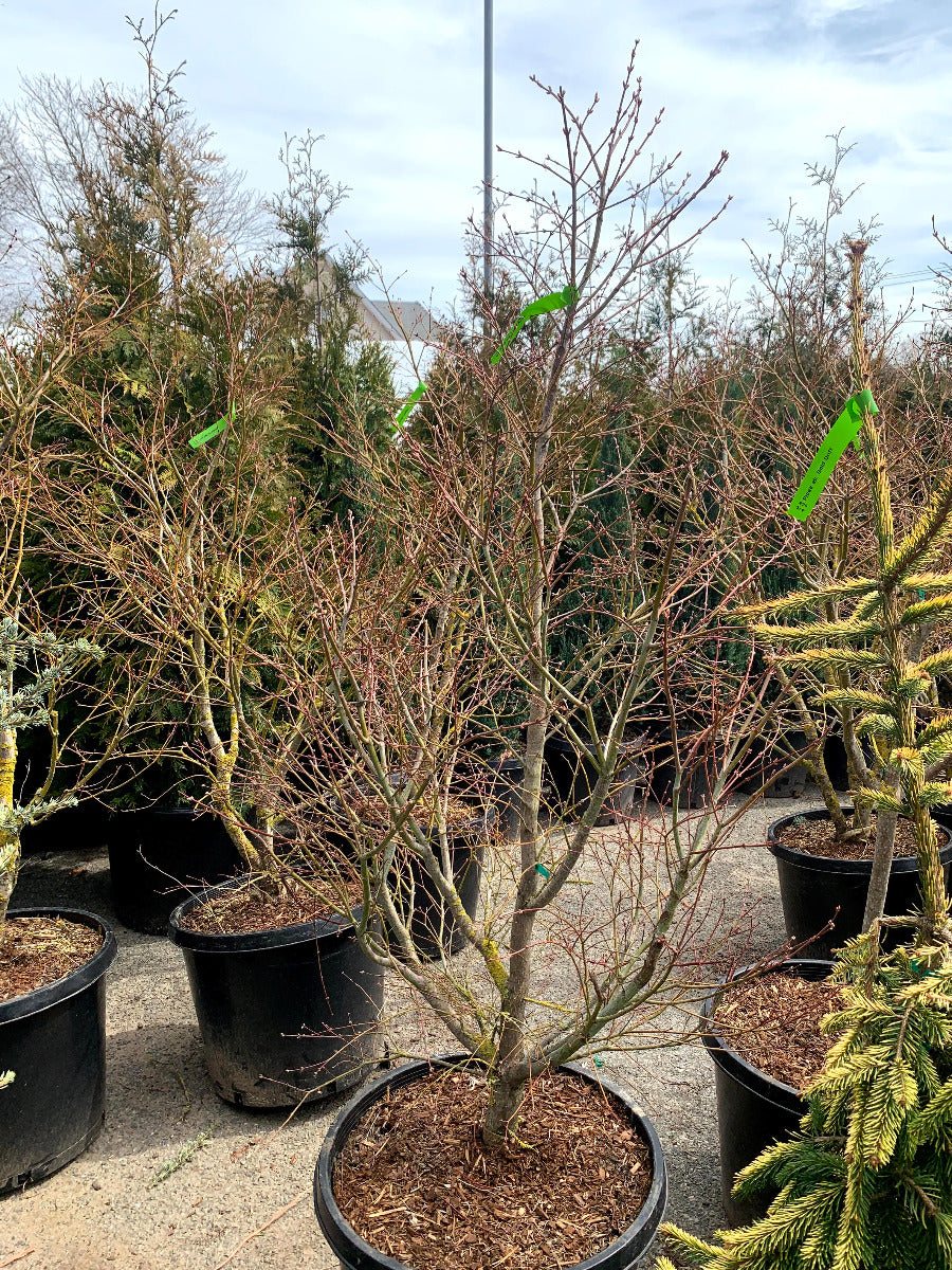 Tiger Rose Japanese Maple