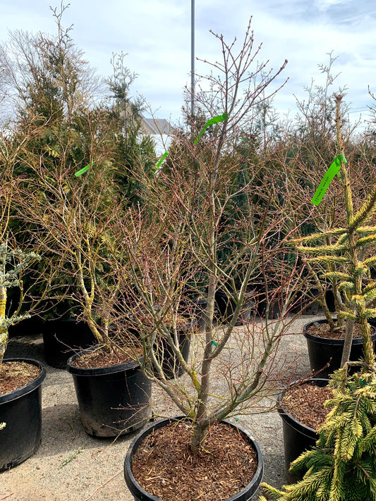 Tiger Rose Japanese Maple