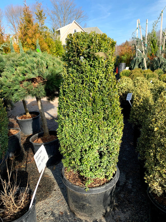 Common Boxwood Cylinder