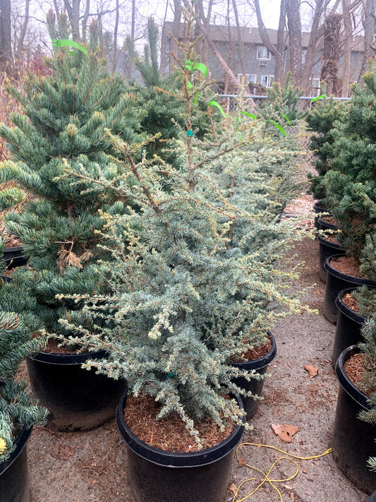 Hortsman Blue Atlas Cedar