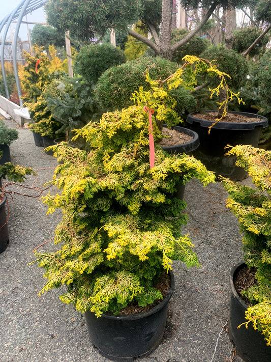 Golden Pillar Hinoki Cypress
