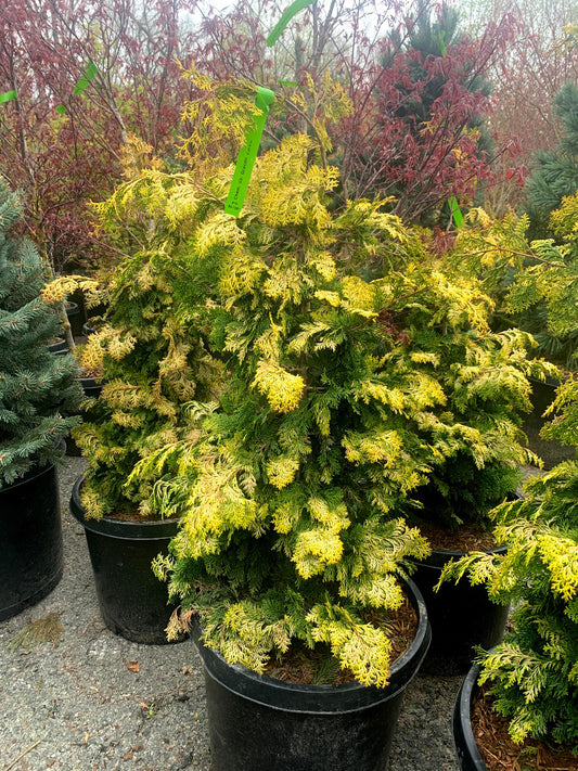 Golden Hinoki Cypress