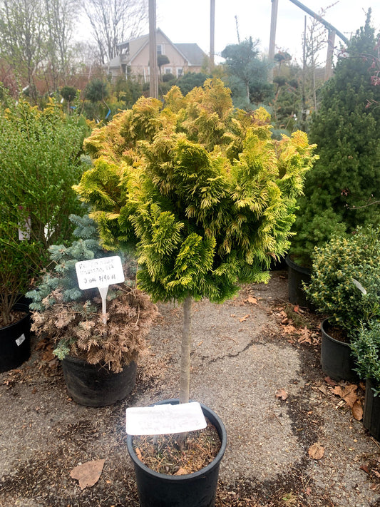Nana Lutea Cypress Standard