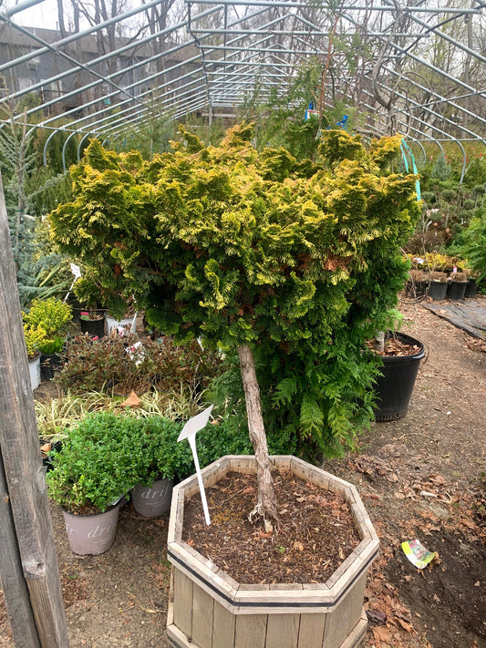 Nana Lutea Cypress Standard