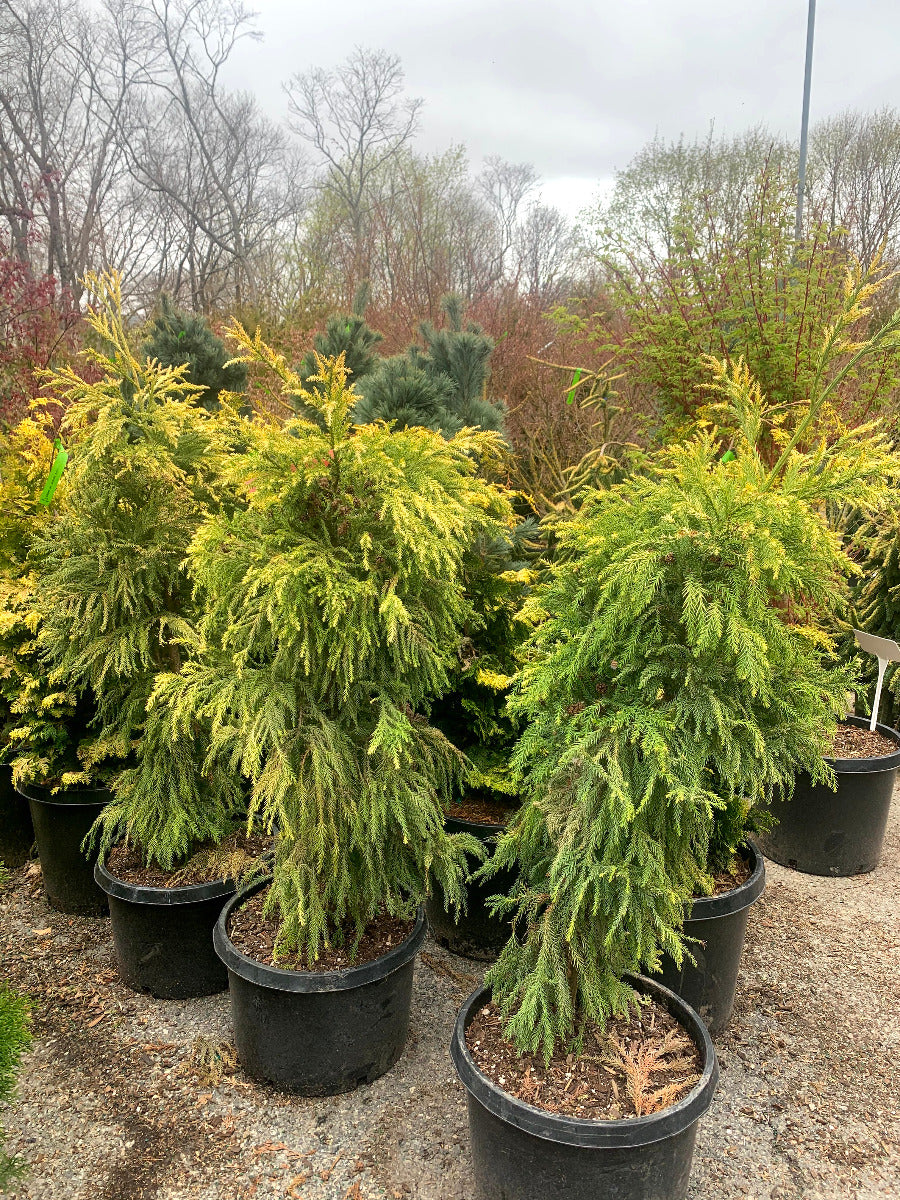 Golden Japanese Cedar