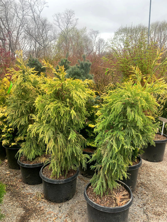 Golden Japanese Cedar