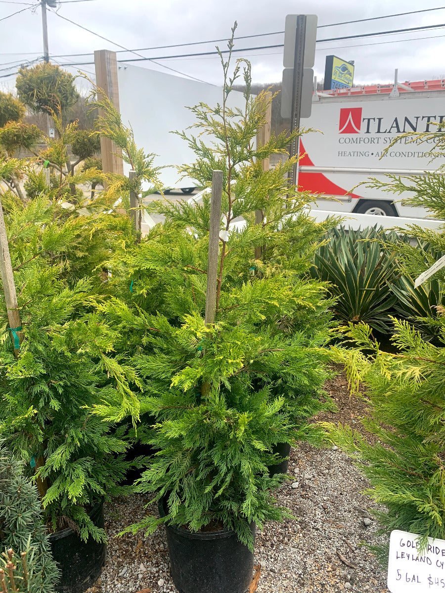 Gold Rider Leyland Cypress