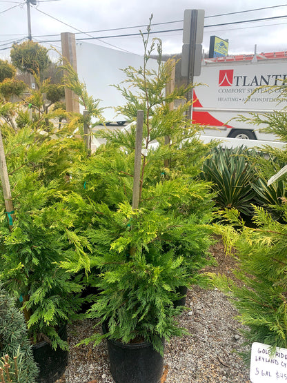 Gold Rider Leyland Cypress